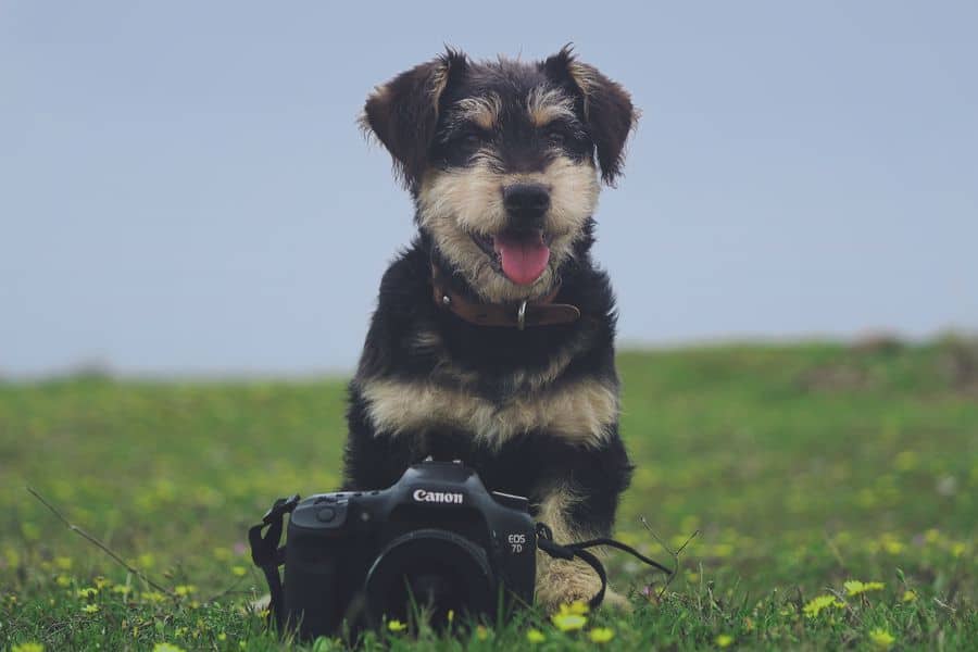 Dog with a Canon camera on a grass field