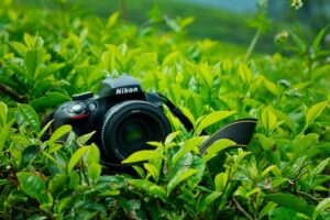 Nikon D3300 camera on top of plants
